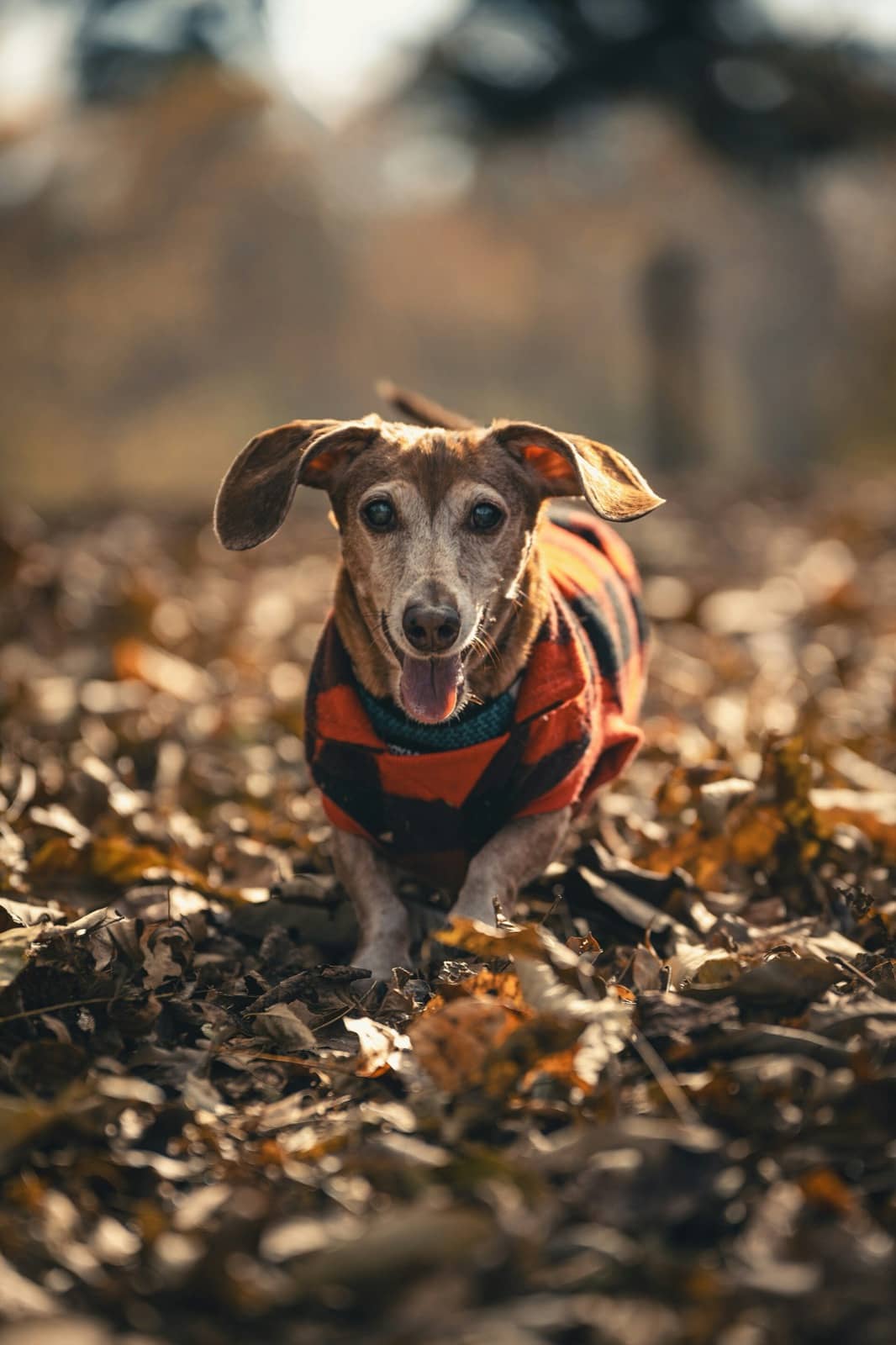 Kleiner Dackel in einer Weste läuft über Herbstlaub