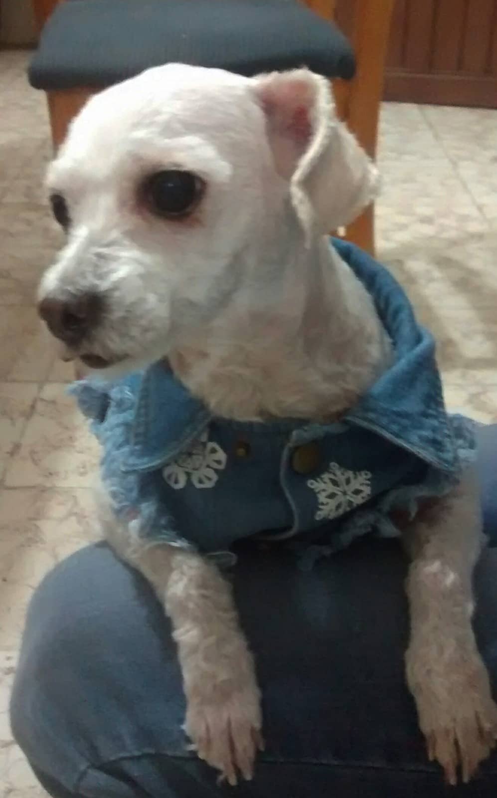 Kleiner weißer Hund in einer Jeansweste sitzt auf dem Schoß