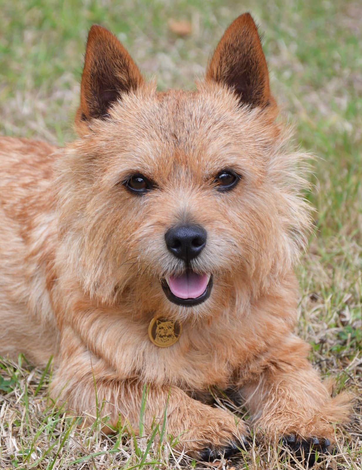 Norwich Terrier mit aufgestellten Ohren liegt im Gras und schaut in die Kamera