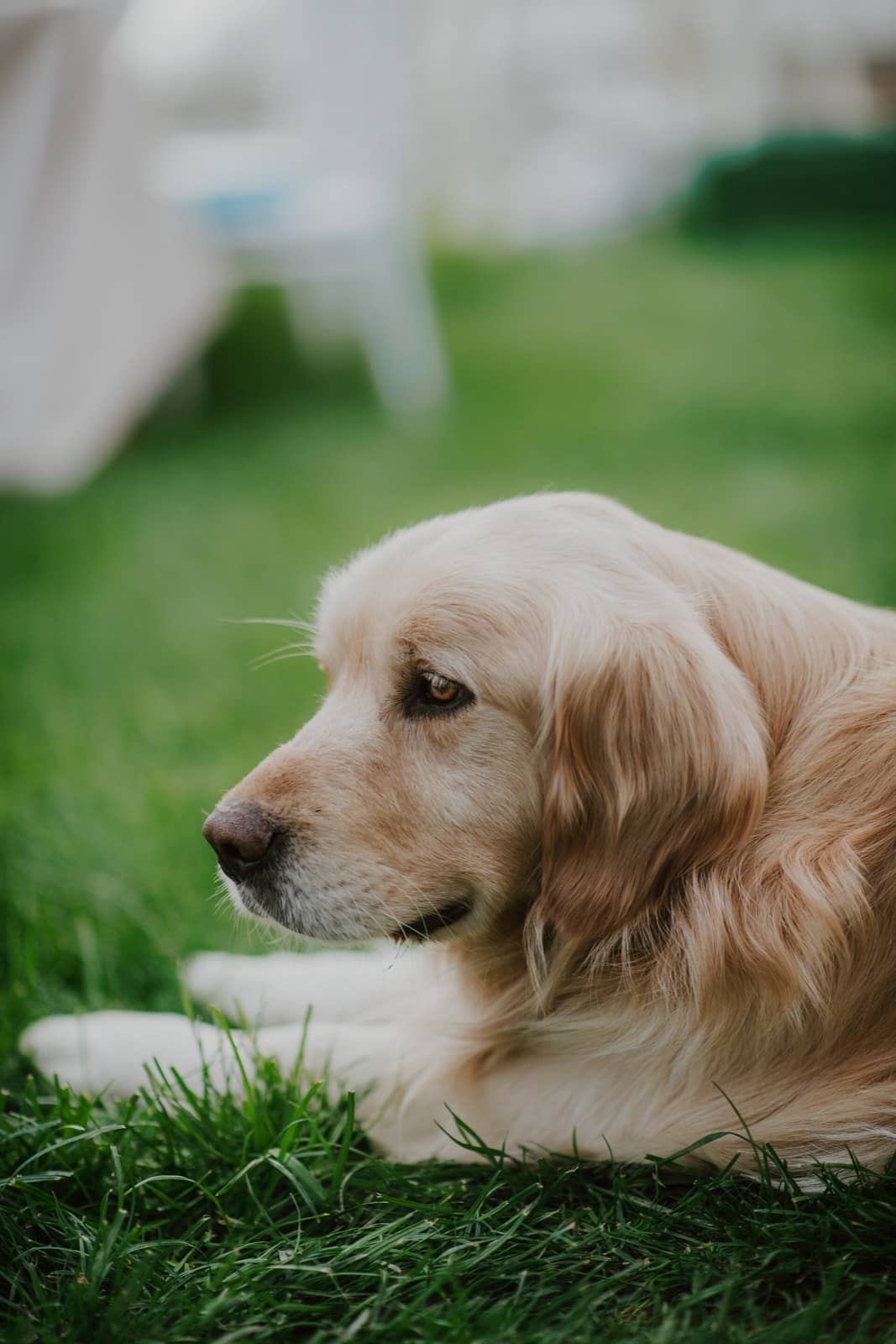 Golden Retriever mit weichem, hellem Fell liegt entspannt auf einer Wiese