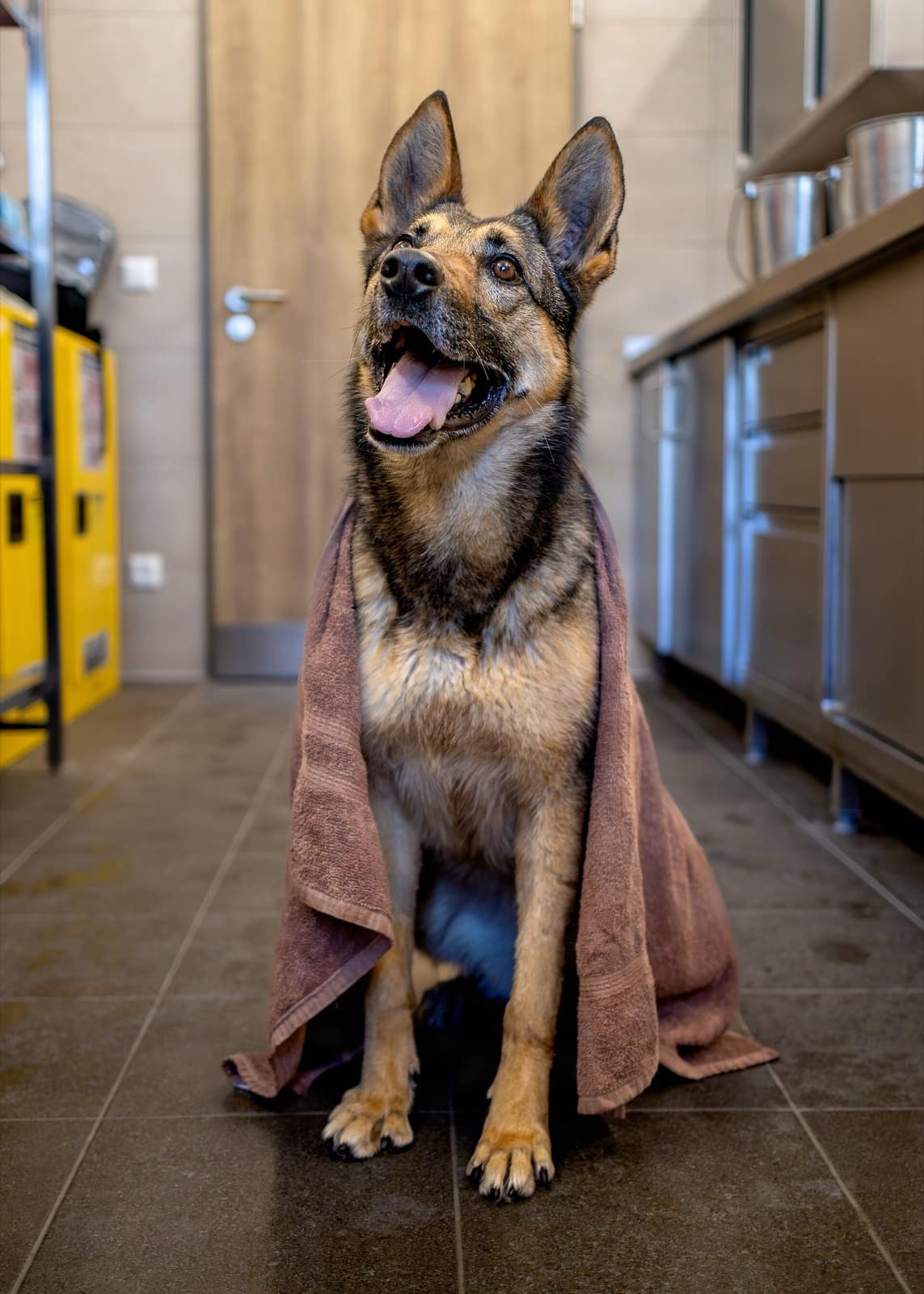 Schäferhund sitzt frisch gebadet im Handtuch und hechelt zufrieden