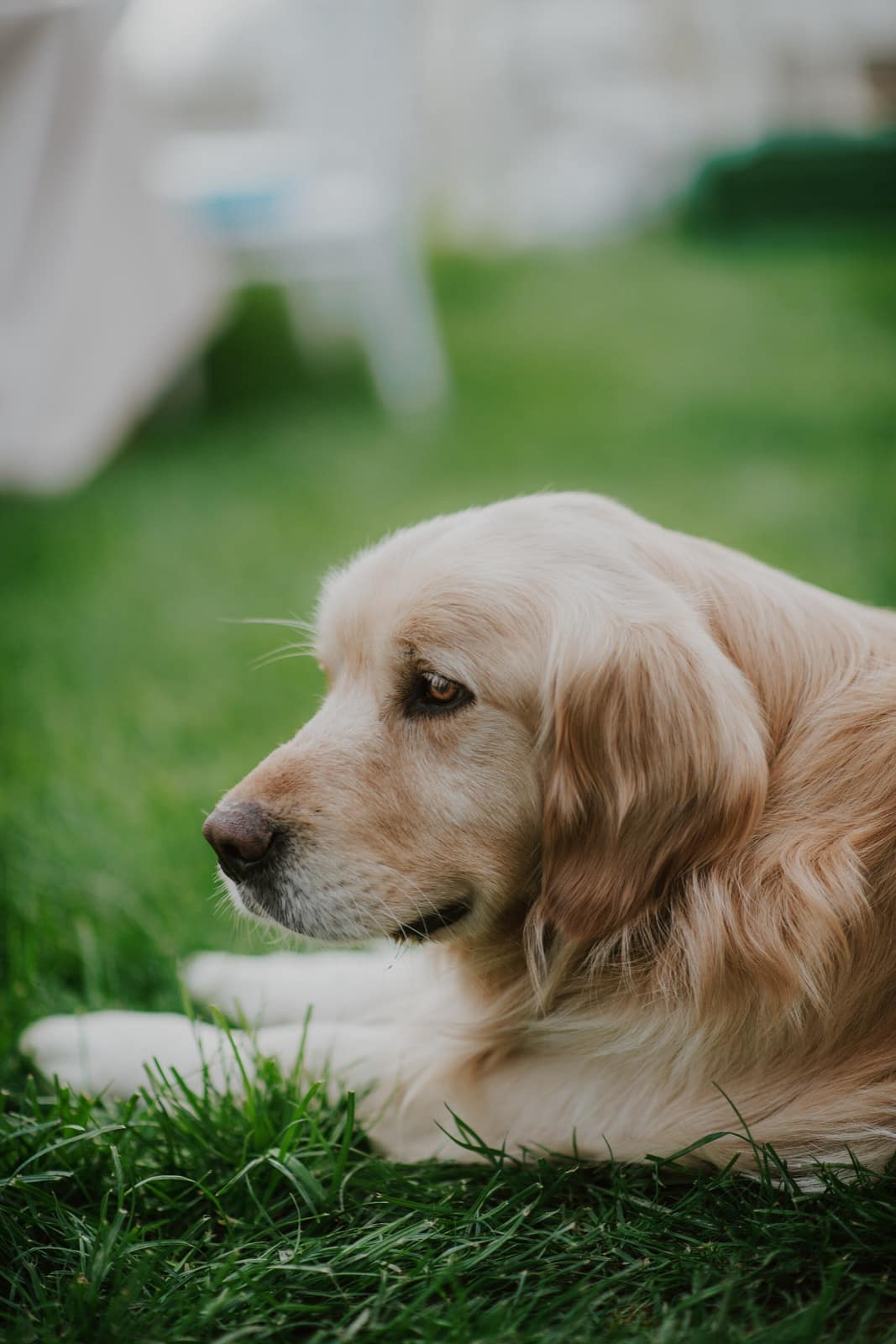 Golden Retriever liegt entspannt auf einer Wiese